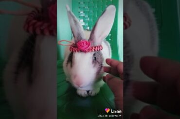 Cute rabbit miss ghontu