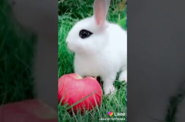 Cute rabbit 🌾🐰🥰