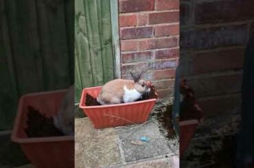 Dexter the cute rabbit thinks he can escape!