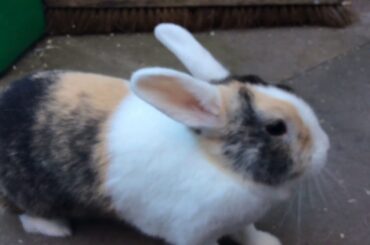 Cute rabbit hopping around