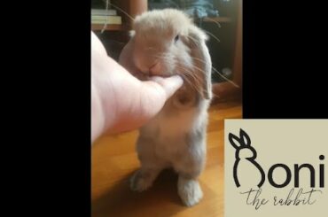 Cute bunny eating to boss music. Very intense, action packed video | Roni The Rabbit | #31