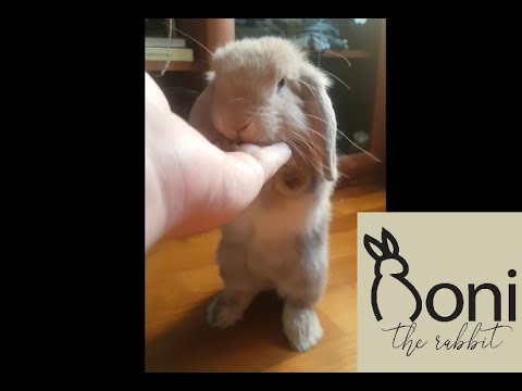 Cute bunny eating to boss music. Very intense, action packed video | Roni The Rabbit | #31