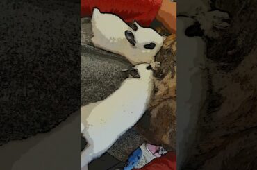 ADORABLE BABY BUNNIES DRINKING MILK FROM THEIR MOM!