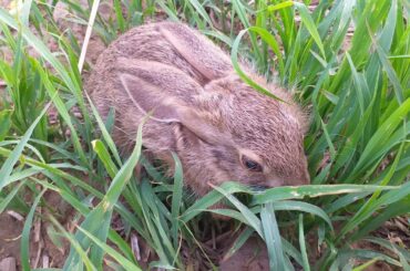 Cute baby rabbit in the field