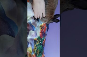 Rabbit Baby 8 Monat old