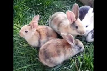 Cute bunnies grazing ASMR!