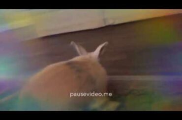 EXTREMELY CUTE BUNNY