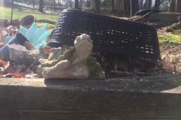 Baby Bunny Rabbits wild bunnies