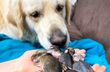 Golden Retriever and Baby Bunnies 4 days old [First steps]