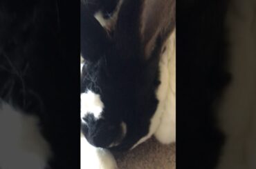 Cute Bunny Eats Poop Part 2