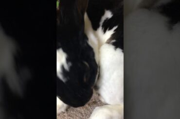 Cute bunny eats poop