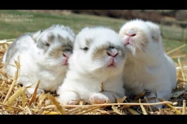 Cute Baby Bunnies Two Weeks Old