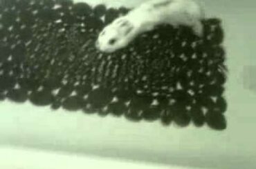 CUTEST BABY BUNNY SWIMMING!!