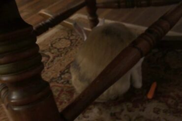 EXTREMELY CUTE BUNNY BUT UNDER A ROCKING CHAIR