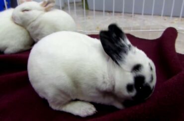 Cute 3 Week Old Baby Bunny Cleaning Themselves and Fall Over