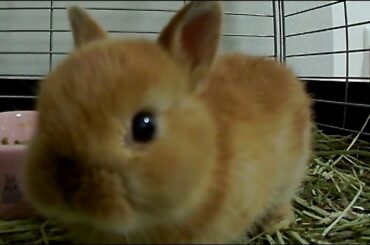 Baby Bunny looks like Happy・Cute Baby Netherland Dwarf