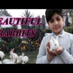 Viki with cute rabbits \ very beautiful rabbits