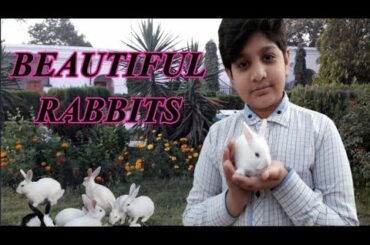 Viki with cute rabbits \ very beautiful rabbits