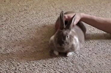 my baby bunny 🐇💕