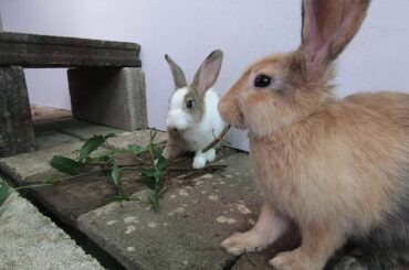 Rabbits eating asmr morning glory | Bunny cute eating