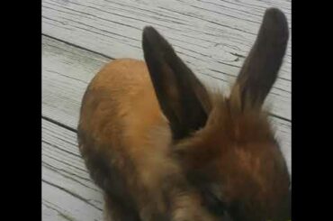 Top 5 cute things about Cookie the bunny