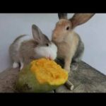 Rabbit eating asmr mangoes | Bunny cute eating