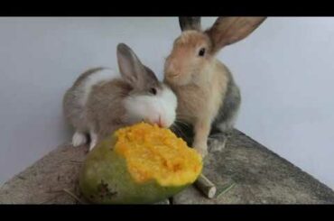 Rabbit eating asmr mangoes | Bunny cute eating
