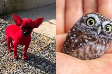 Cute baby animals Videos Compilation cute moment of the animals - Cutest Animals #5