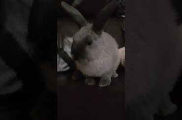 Indi the baby rabbit