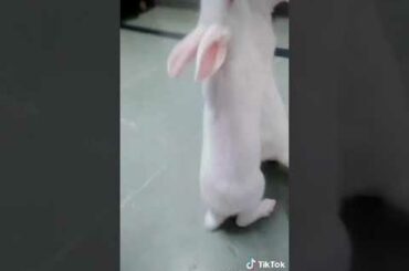 Cute bunnies enjoying and snaching food