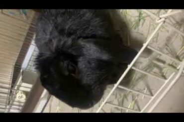Cute Ever My Rabbit 3
