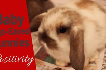 ADORABLE LOP-EARED BABY BUNNIES - POSITIVITY