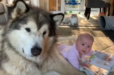 MY GIANT DOG PLAYS WITH BABY (CUTEST VIDEO!)