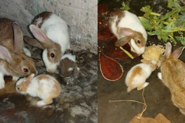RABBITS CUTE FAMILY RABBITS FUNNY PLAYING