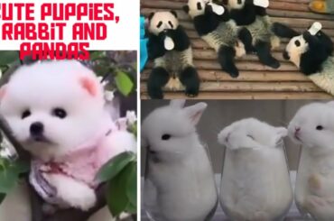 Cute Puppies, Rabbit and Pandas Compilation You would love it.