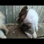 Rabbits cute clean body | Bunny cute
