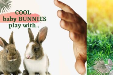 Funny baby bunnies live in our backyard Cool video