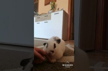 My cute bunny 2❤️