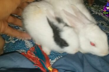 So Cute Rabbit In Pakistan | Sachi Toys