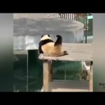 10 most cutest videos of Panda 🐼 || Anythingle Tube