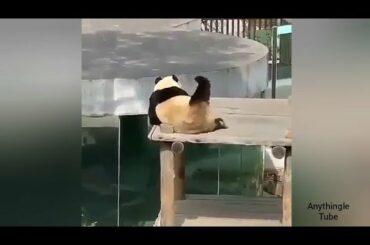 10 most cutest videos of Panda 🐼 || Anythingle Tube