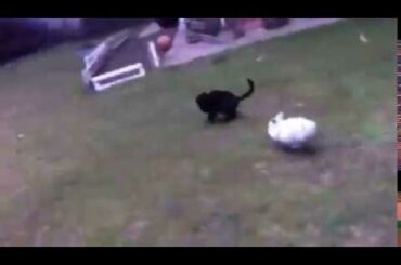 Kitty and bunny playing🤣💕