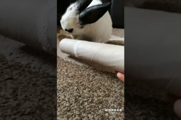 My cute Bunny is playing❤️☺️