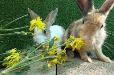 Rabbits eating asmr babe Flowers | Bunny cute aeting