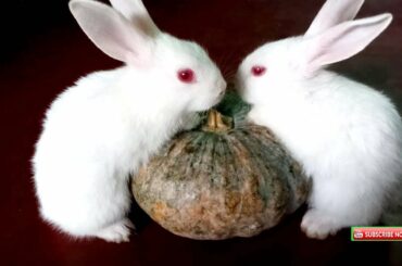 cute bunnies, Funny Baby Bunny Rabbits, cute rabbit