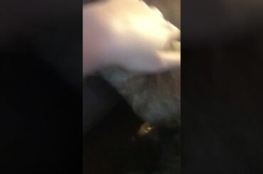 Pretty bunny babies 🧡💛❤️ #cutebunny Truffles and Caviar