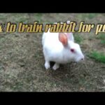 How To Trained #Rabbit For Potty in two steps🐰