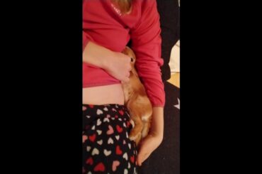 I Love Mommy - Cute Rabbit Bunny Videos - Cuddling