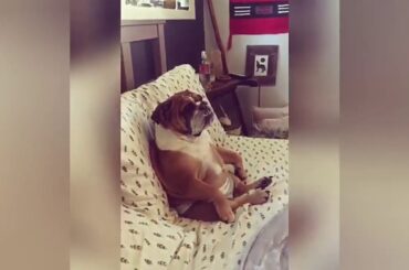 ❤ALL ANIMALS COMPILATION ❤ CUTE & FUNNY CATS DOGS SQUIRREL HAMSTER PIGS KOALA BABY BUNNY DOLPHINS