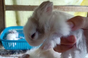 10 Days Old Baby Rabbits Open Their Eyes For The First Time